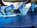 Orcas at Seaworld Orlando Nov 18 2009