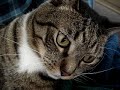 Cat Nap disturbed