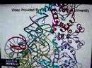Dr. Lambowitz and Paul made the news