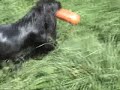 Working cocker spaniel.