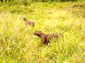 German Shorthaired Pointers hunting on pheasants