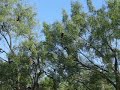 Bird Song Morning