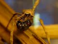 Net-Casting Spider And The Housefly [Close-Up]