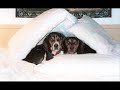 Beagles, Unconditional Love