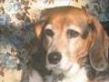 Beagles, Unconditional Love