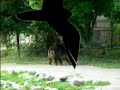 Happy Bear Happy Bear