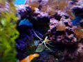 Marine Aquarium in Dining Hall