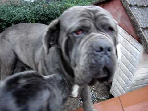 mastino napoletano