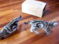 Cats and a cardboard box Cats and a cardboard box
