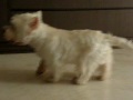 Xiao Q The Westie 2y6m cloth 7