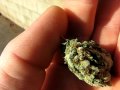 BUBBA KUSH~WORLDS MOST TASTY DANK UPLIFTING DANK~SUPER MACRO