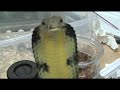 Curious King Cobra & Other Venomous Projectiles Curious King Cobra & Other Venomous Projectiles
