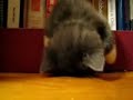 funnny sleeping cat