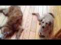 Walkin'-n-Waggin' Dog Walking & Pet Sitting: "Saying Goodbye is the Hardest Part"