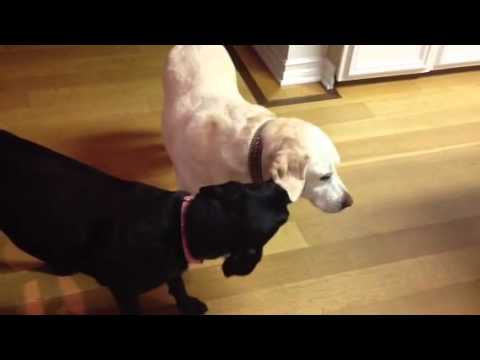 Puppy Helps Keep 12 Year Old Lab’s Post-Surgery Stitches Clean