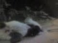 013108 vlog 1 baby panda Fu Long