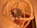 Nursery Rhymes before bedtime. Emma my Congo African grey