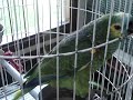 Zé parrot Zé parrot