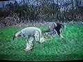 EBW Backyard Wreslting WWE ECW WCW