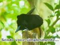 A natureza mostra como e linda a vida.Uma Ave raríssima intitulada AVE DO PARAISO! Faz um lindo ritual de corteja a fêmea da espécie, uma cena que somente se repete uma única vez por ano, Foi ao ar em um espetacular documentário do Programa 