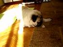 Berry and the denta stick