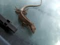 Jaszczurka anolis carolinensis