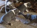 Puppies 8 weeks 072.MOV