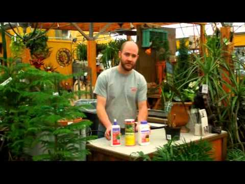 how to cure fungus gnats