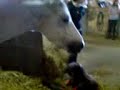 mimi et sarouche dans le box