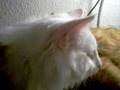 videos de Shizuka and Embla