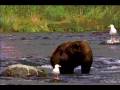 Bear Attacks Bird