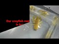 Crayfish Lab