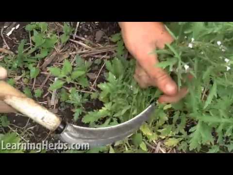 how to harvest verbena seeds