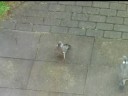 2 wild pigeons