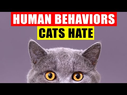 18 Human Behaviors Cats Hate and Wish You Wouldn't Do