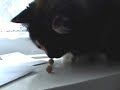 Ball Licker Ball Licker