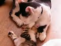 fuchagis family vol 84