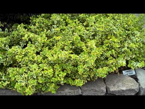 how to fertilize euonymus