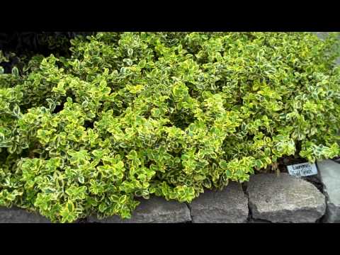 how to fertilize golden euonymus