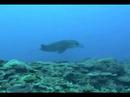 ＭＡＮＴＡkanokawa nakanose pointiriomote islandjapana national parkbeautiful coral pointa breeding season manta