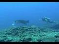 MANTA iriomote island