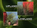 Click here to watch this video Fields of Study: Switchgrass Breeding