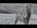 Pt. 1. Squirrels Talking