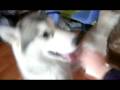 husky attact