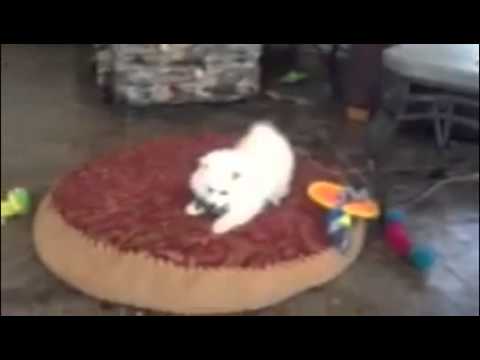 The little Miss Yellow Tia -UKC Female Mini American Eskimo