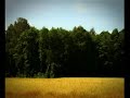 Canal Plus TV - Cornfield