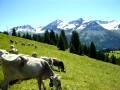 Arosa Cow.MOV - YouTube