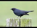 blackbird cover