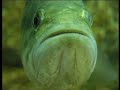 Introductions to Lake Naivasha (Part 2) - Film of biodiversity brought to lake in Africa Introductions to Lake Naivasha (Part 2) - Film of biodiversity brought to lake in Africa