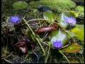 videos de Introductions to Lake Naivasha (Part 2) - Film of biodiversity brought to fresh water rift valley lake in Africa
